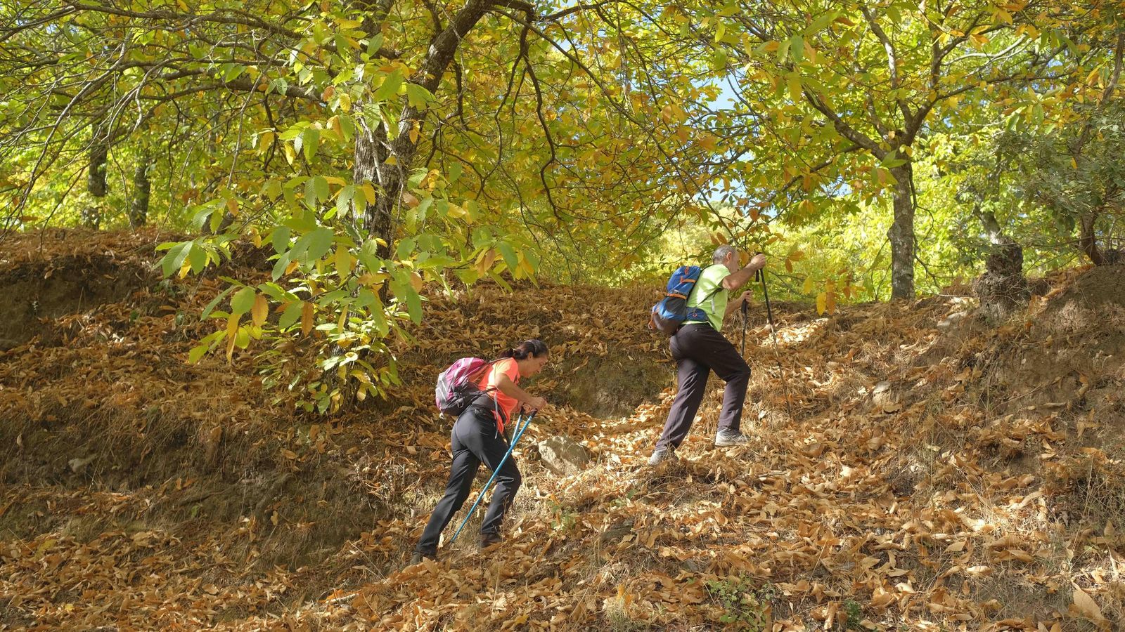 Dos senderistas, por el Bosque de Cobre. Dos senderistas, por el Bosque de Cobre.