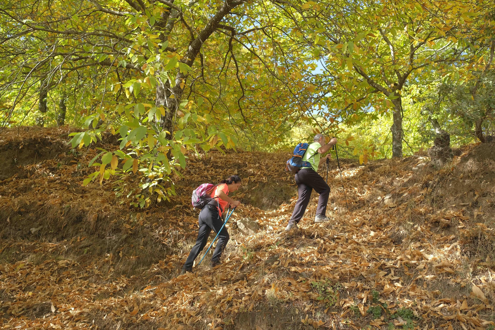 El Bosque de Cobre, en imágenes