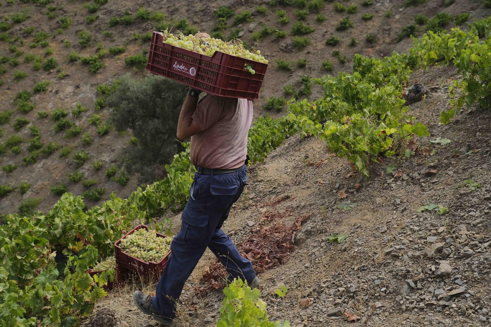 La vendimia de la Axarquía, en fotos