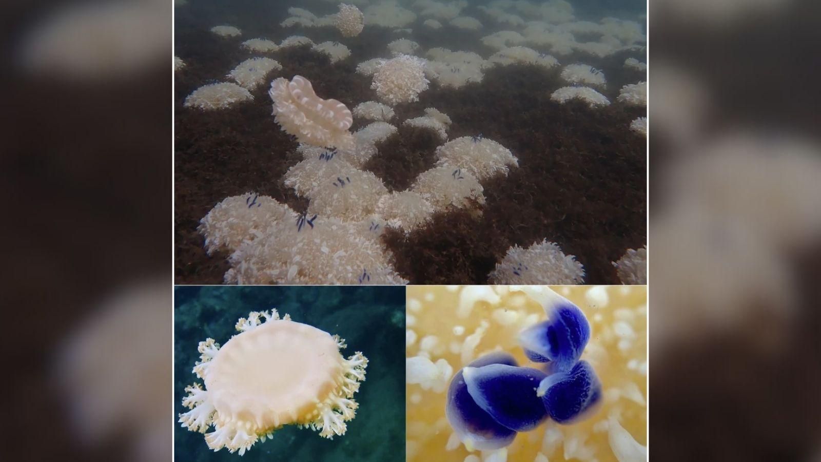 La medusa Cassiopea andromeda ha sido localizada en Aguadulce.