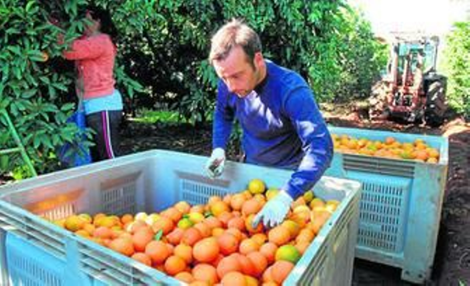 Un jornalero en la campaña de recolección de naranjas.
