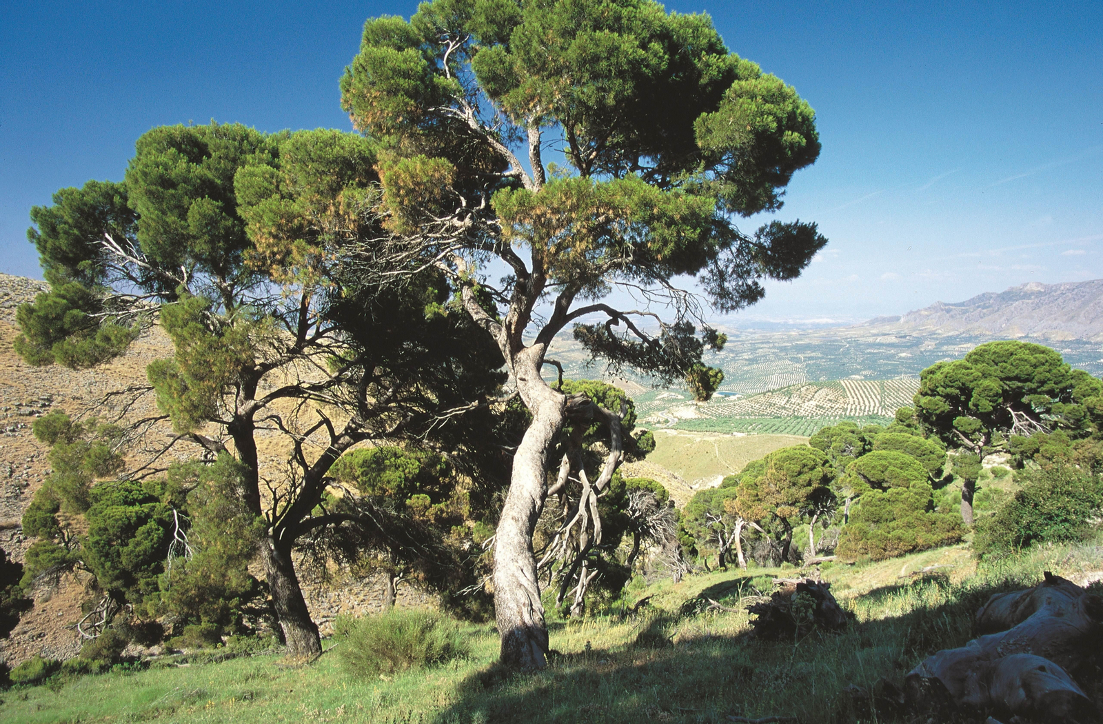 Pinar de Cánava Pinar de Cánava