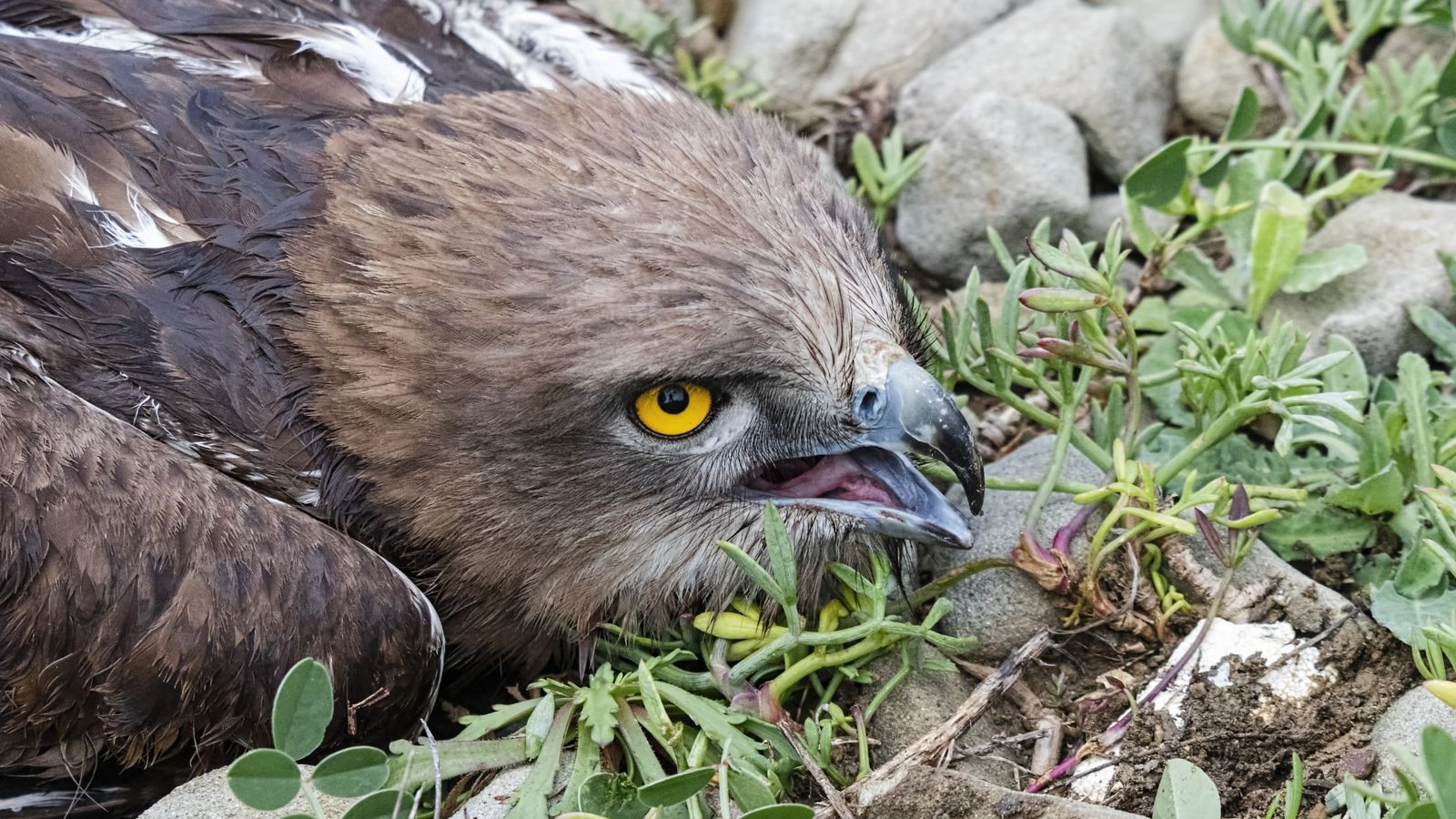 El águila culebrera rescatada en Punta Carnero.