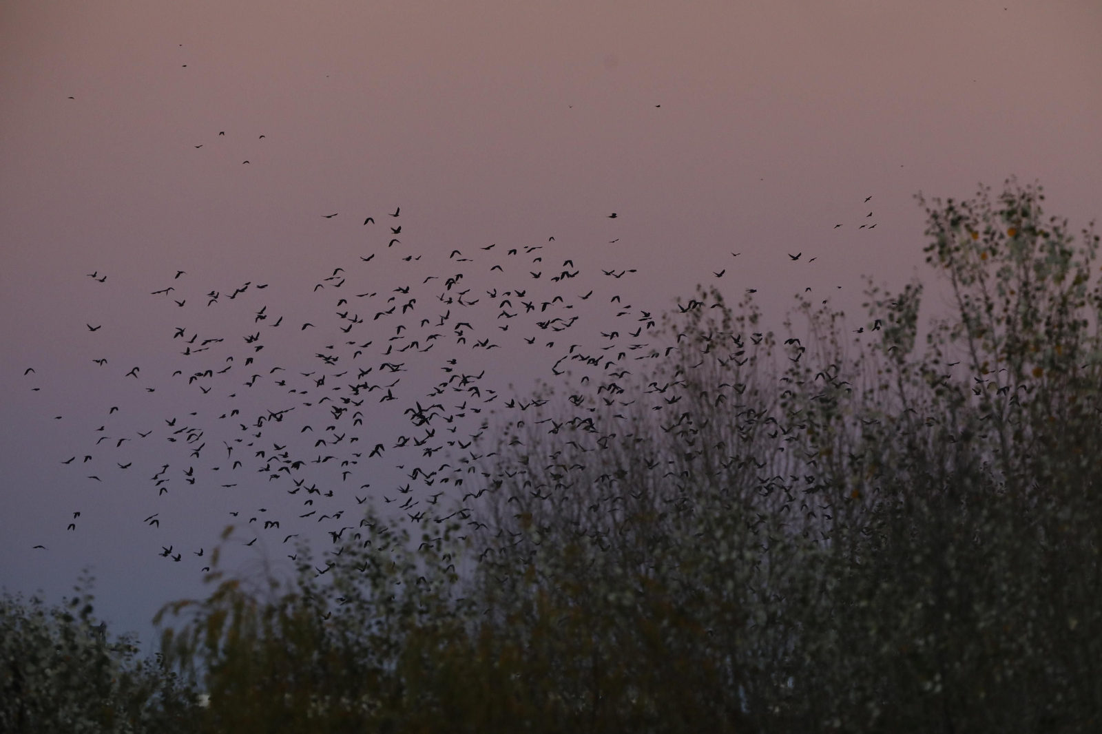 Las aves que habitan en Los Sotos de la Albolafia de Córdoba, en fotografías