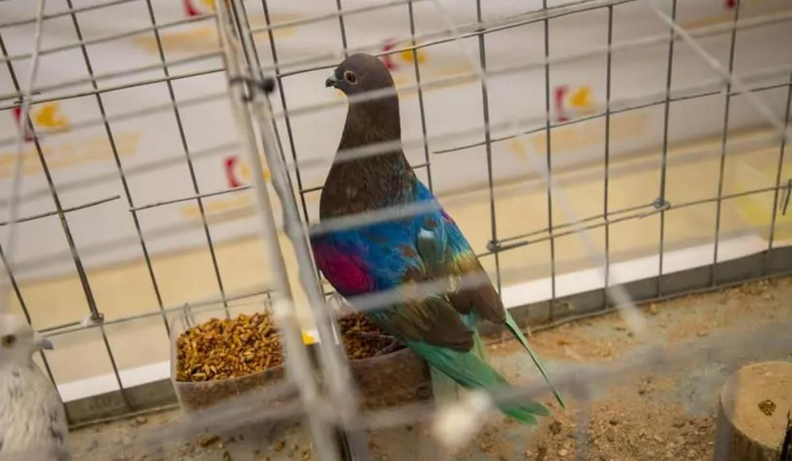 Una de las aves que se pudieron ver en la edición del año pasado de Avicor