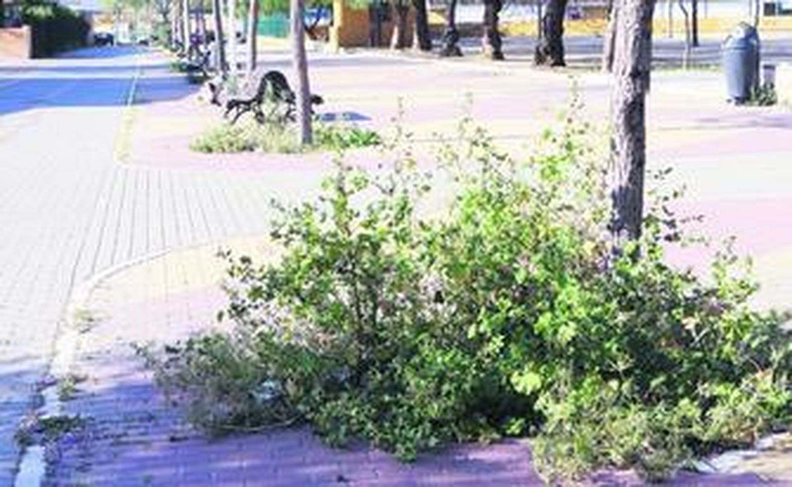 Áreas verdes pobladas de insectos