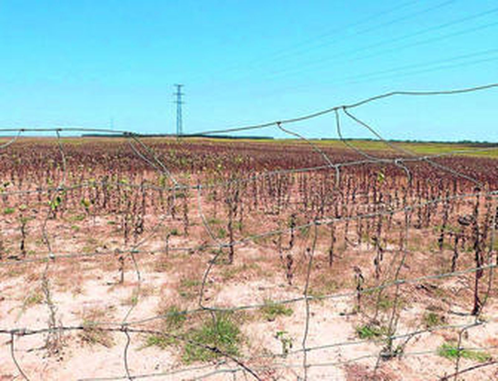 Parte de los terrenos adquiridos por el Ayuntamiento en la Dehesa Santa María.