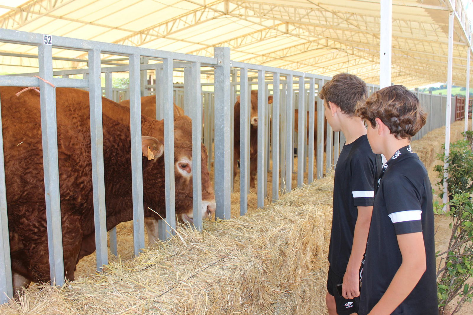 Jueves de feria de Vejer, en imágenes