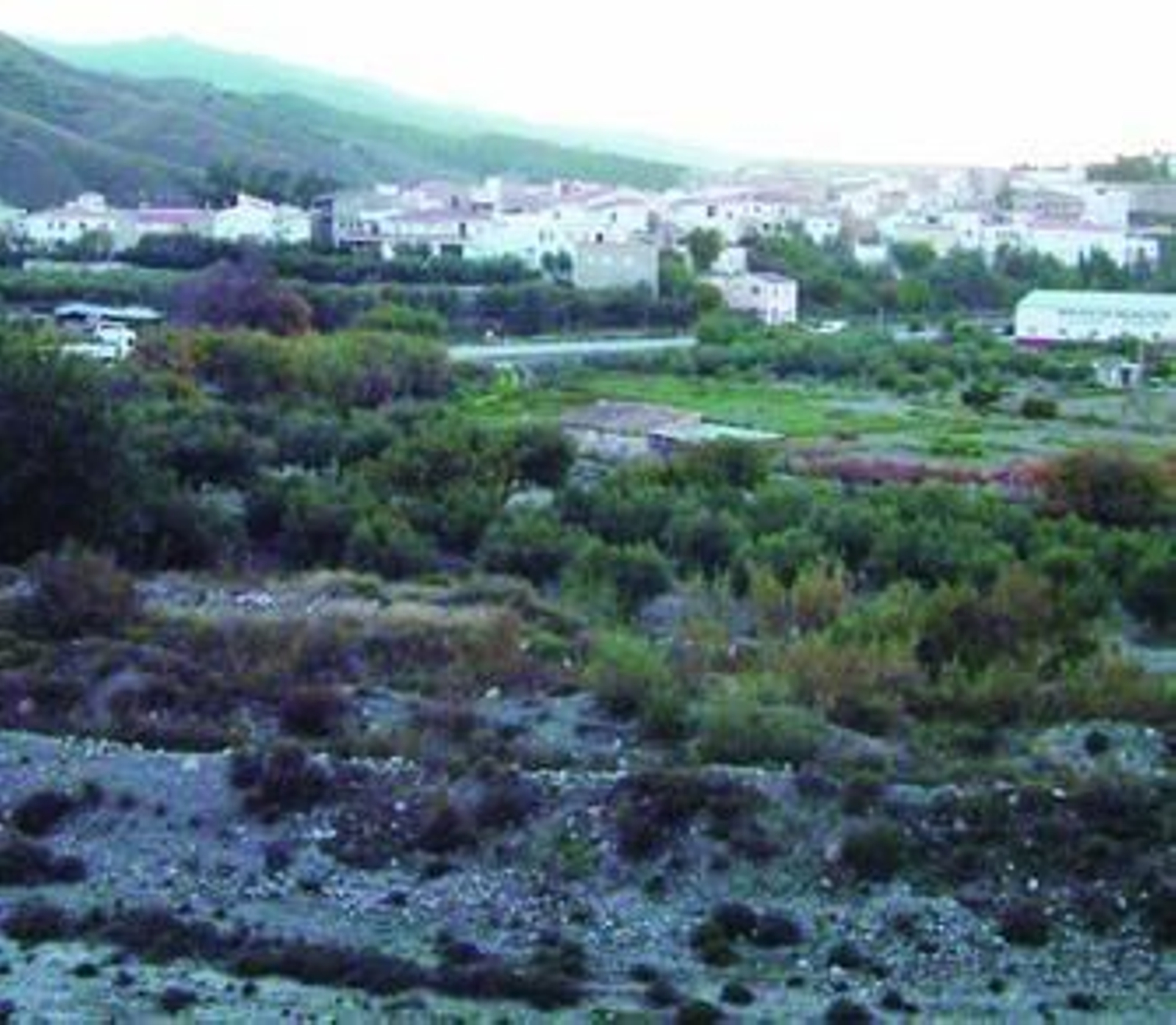 En esta zona de Armuña ya se pueden cazar colorines.