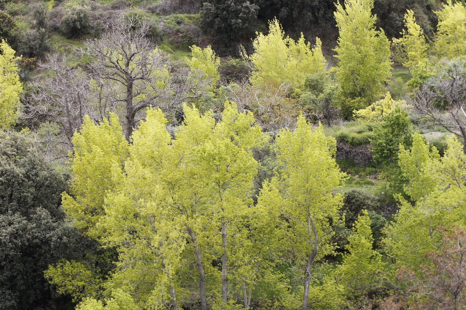 Naturaleza desconfinada. La Roza (Abrucena)