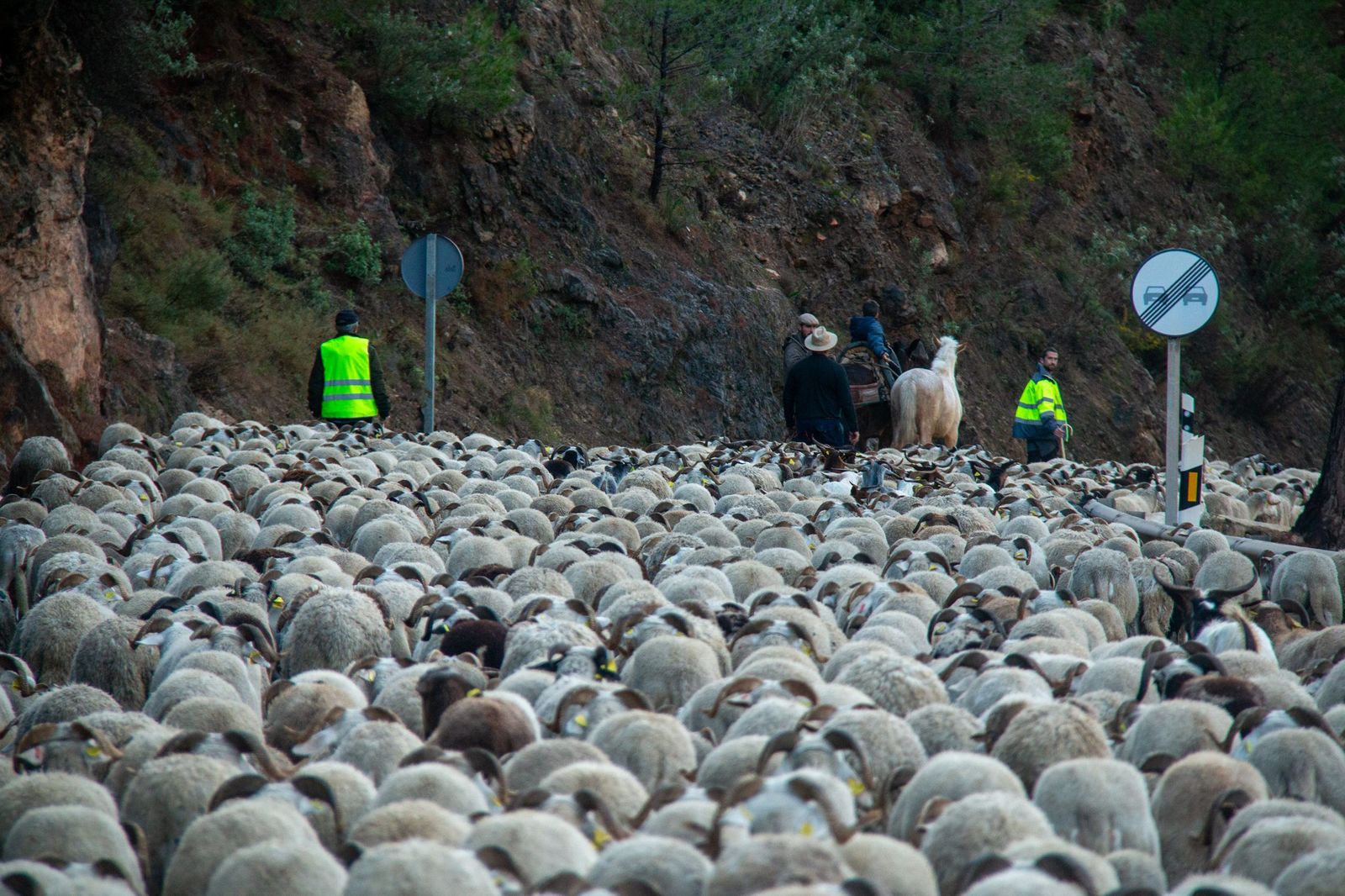 Vuelven a echarse a la carretera para trasladar al rebaño de una comarca a otra