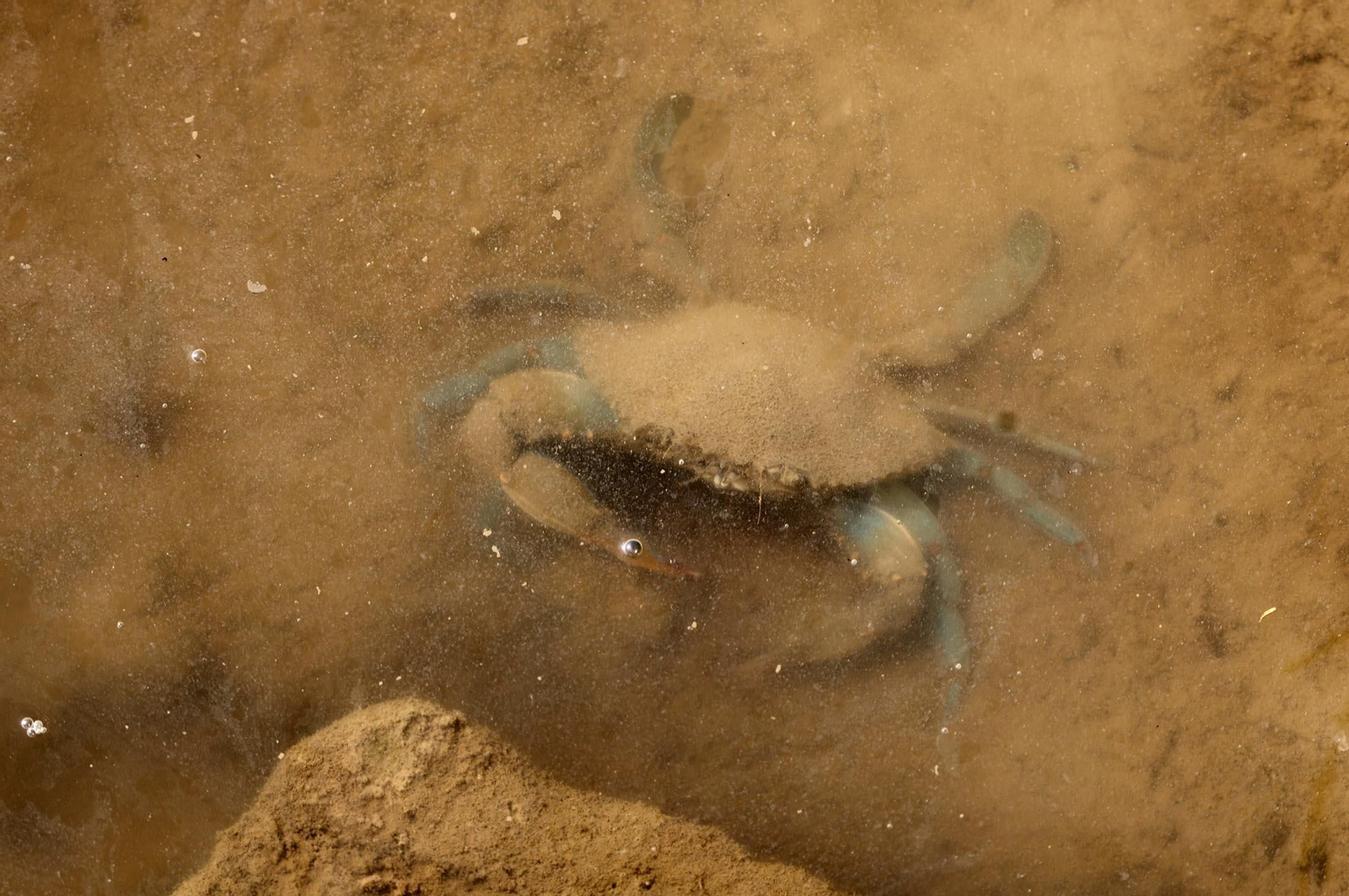 Imágenes de Marismas del Odiel, un Paraje Natural en la confluencia de las desembocaduras de los ríos Tinto y Odiel