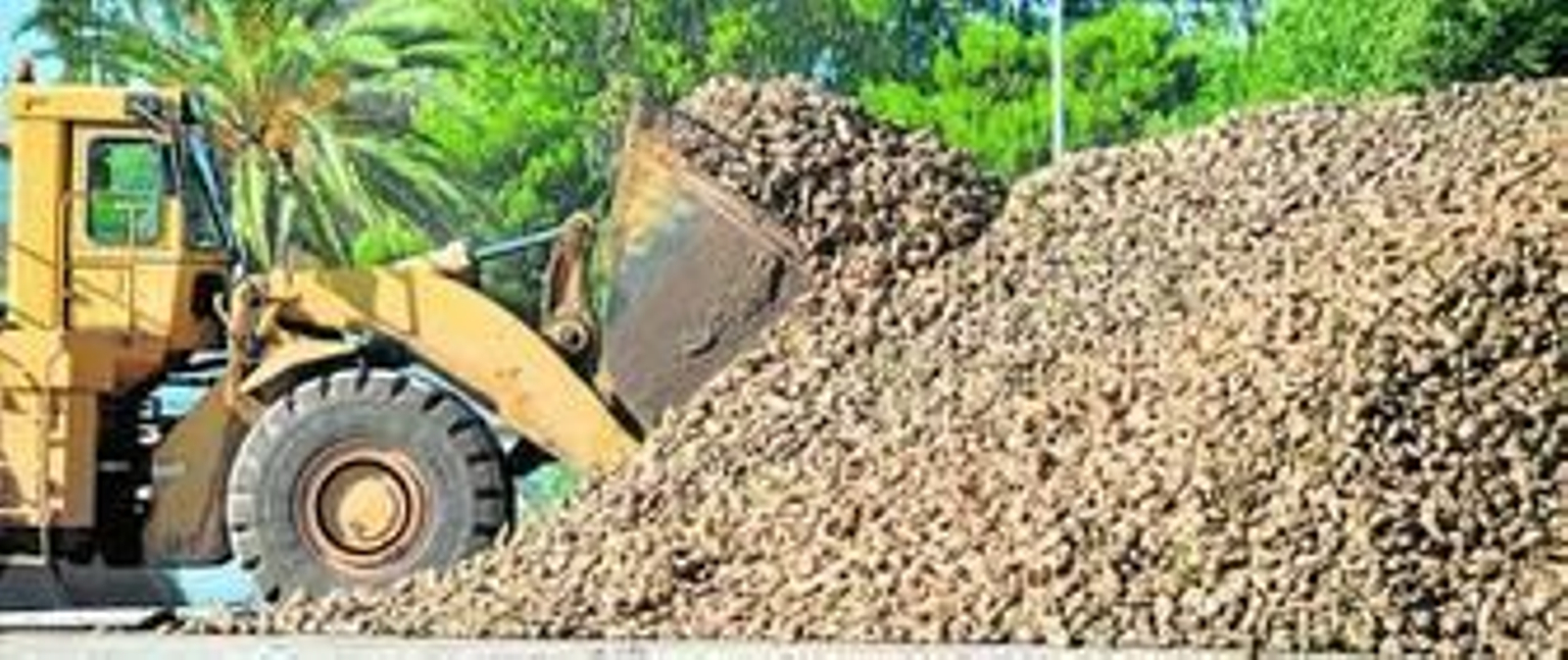 Recepción de remolacha en la fábrica del Guadalete en la presente campaña, a la que se pondrá fin en la primera semana de agosto.