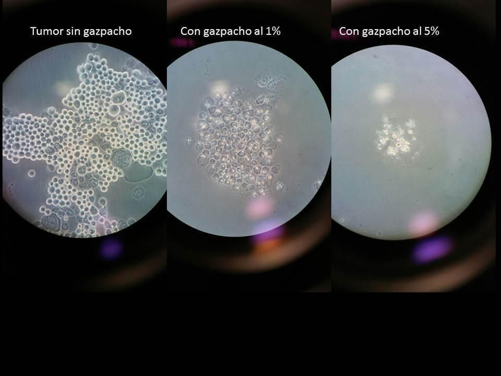 GAZPACHO  Descubren  que es un poderoso 'cóctel' quimiopreventivo