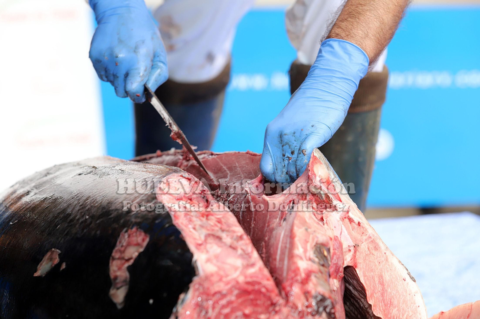 Imágenes del Ronqueo del Atún en el mercado de Huelva