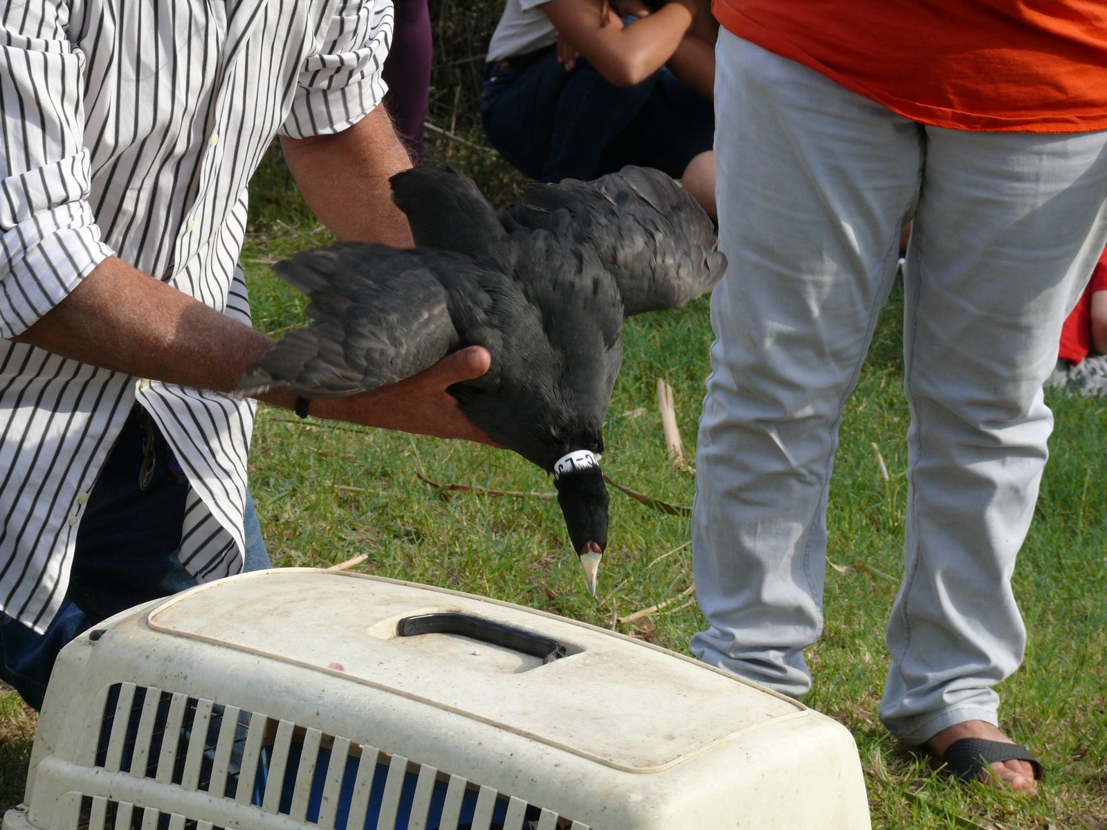 Las imágenes de la suelta de fochas cornudas y porrones pardos