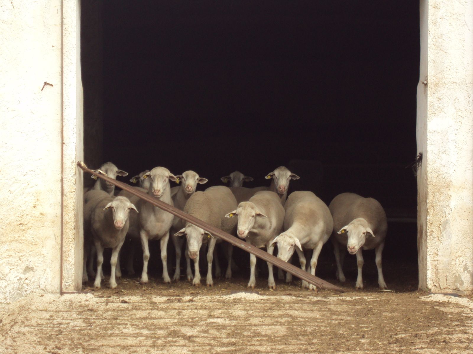 Oveja segureña en Huéscar