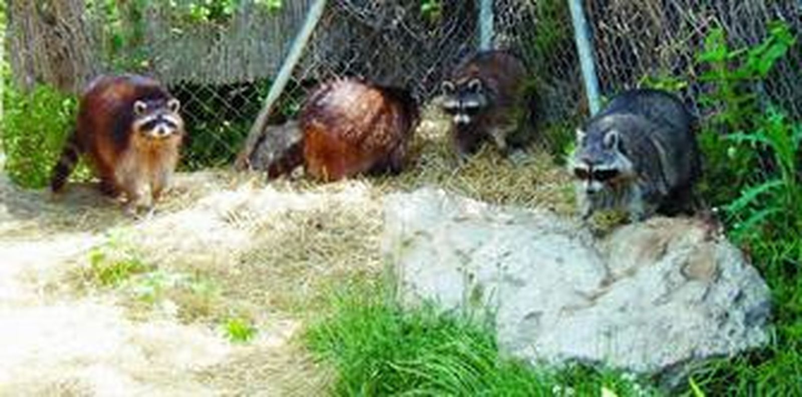 Varios mapaches aparecieron en la calle Julio Verne de la capital malagueña.