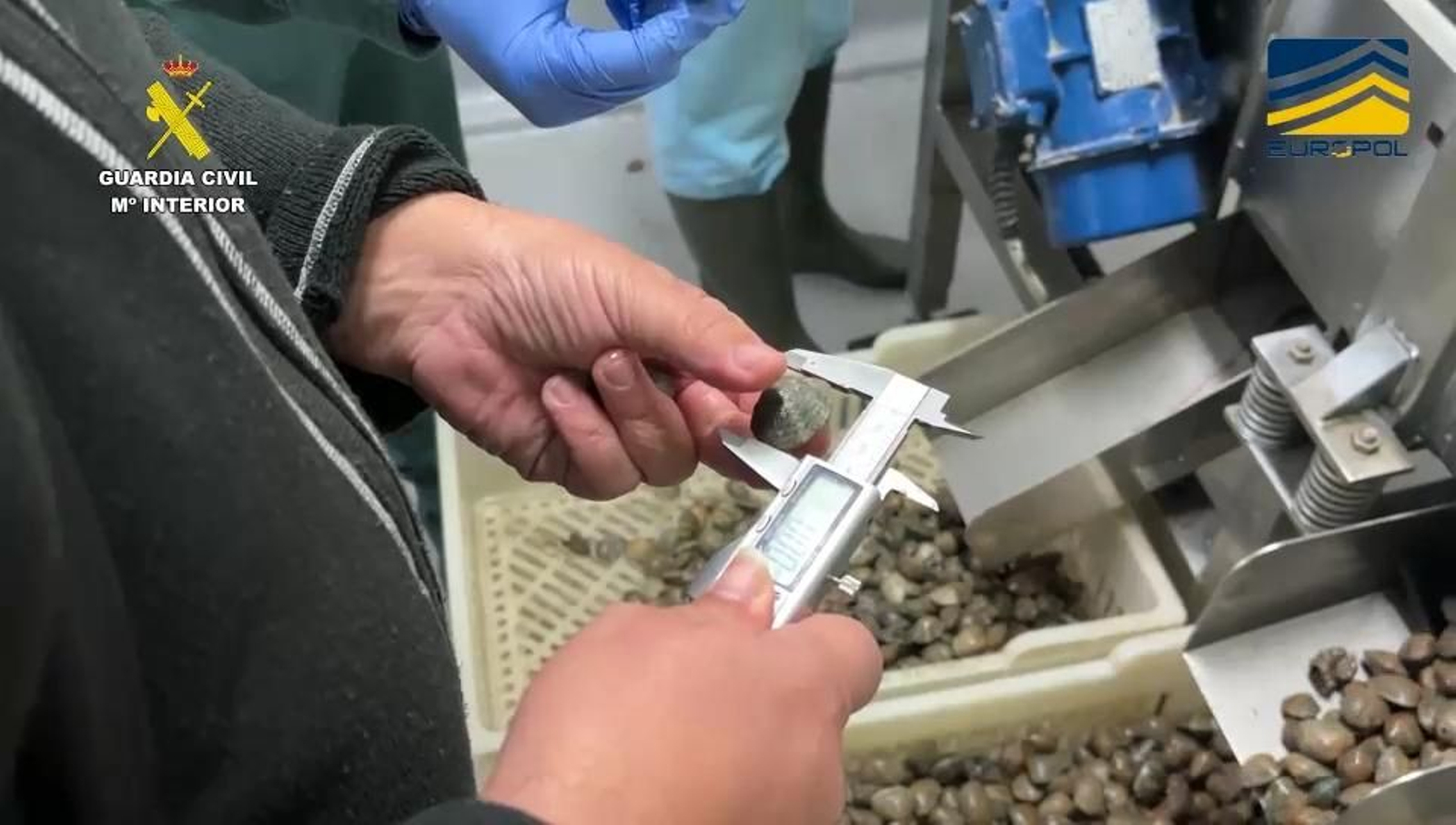 La Guardia Civil detiene a ocho personas de una organización que vendía almejas japonesas no aptas para el consumo