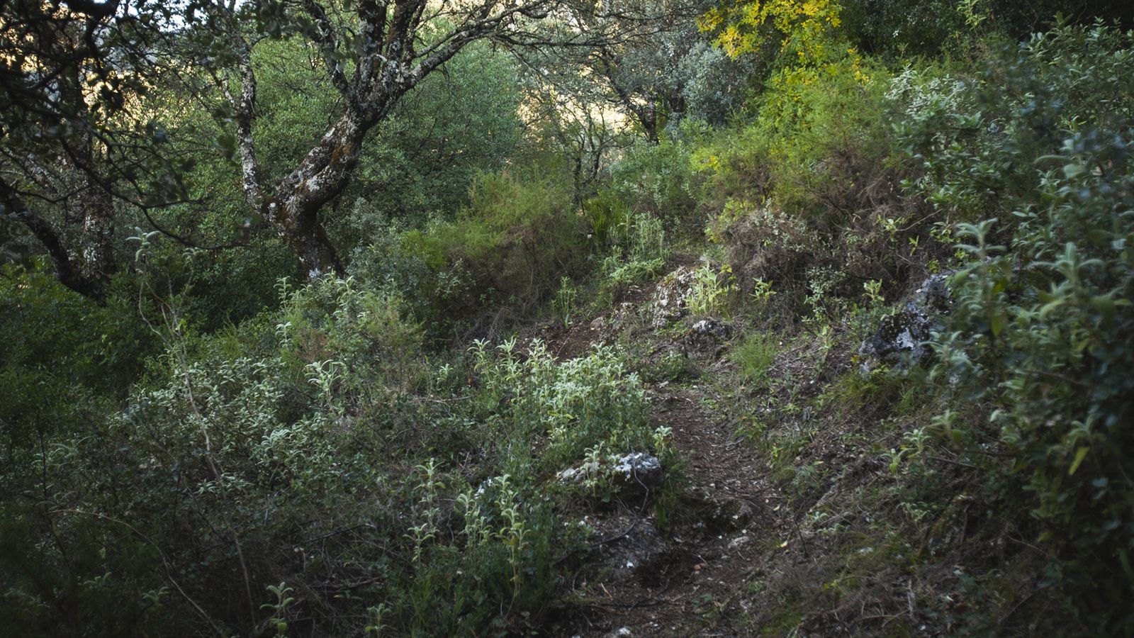 Ruta Las Encinas y Los Laureles