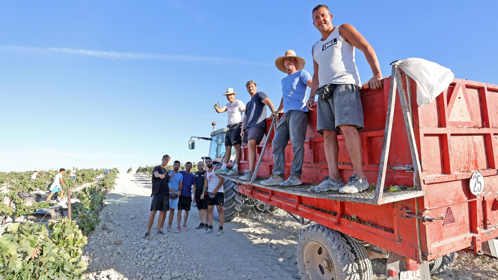 Vendimia a mano en la Viña El Caribe en Jerez