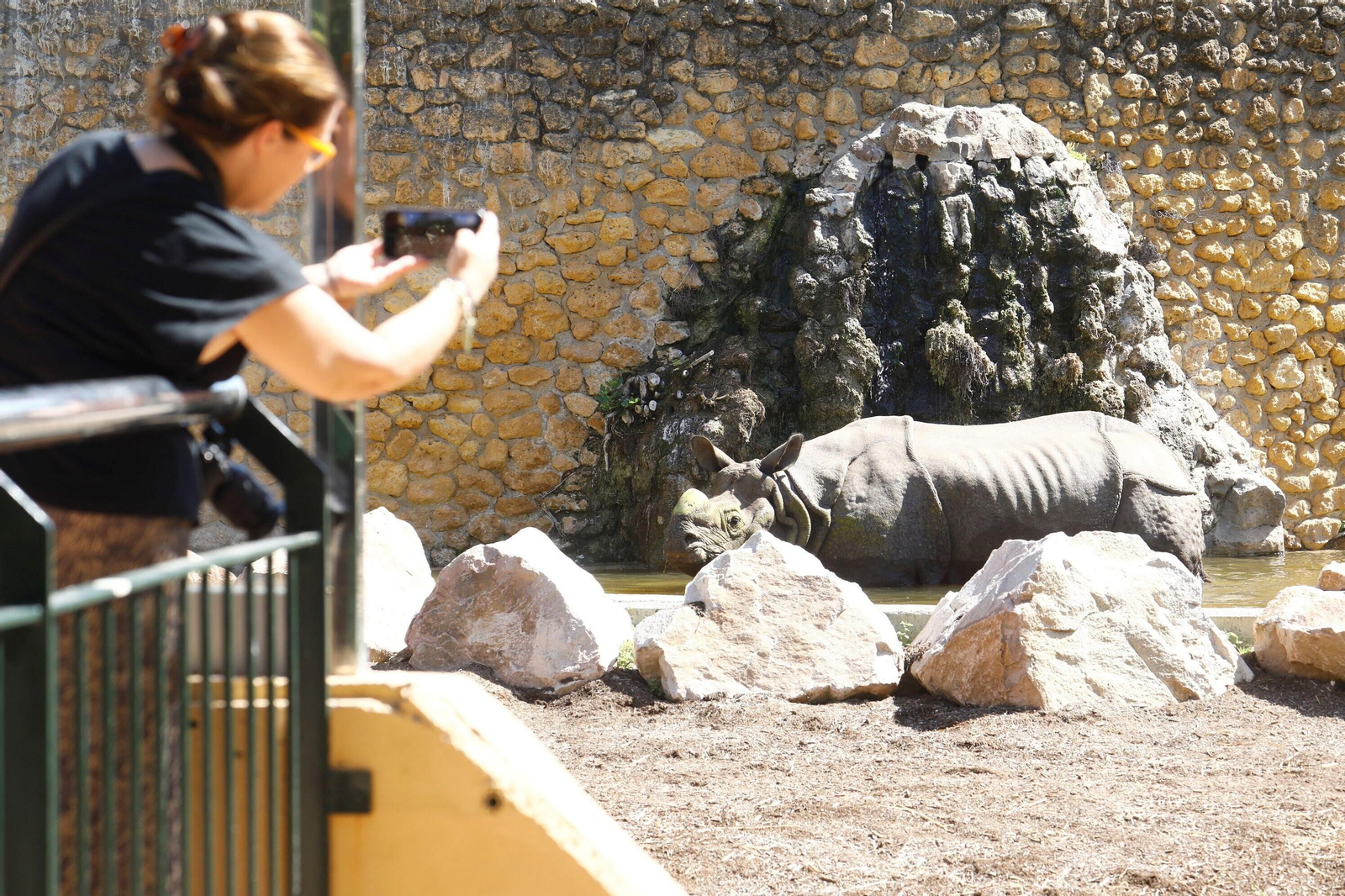 Así es Manas, el rinoceronte indio del Zoo de Córdoba