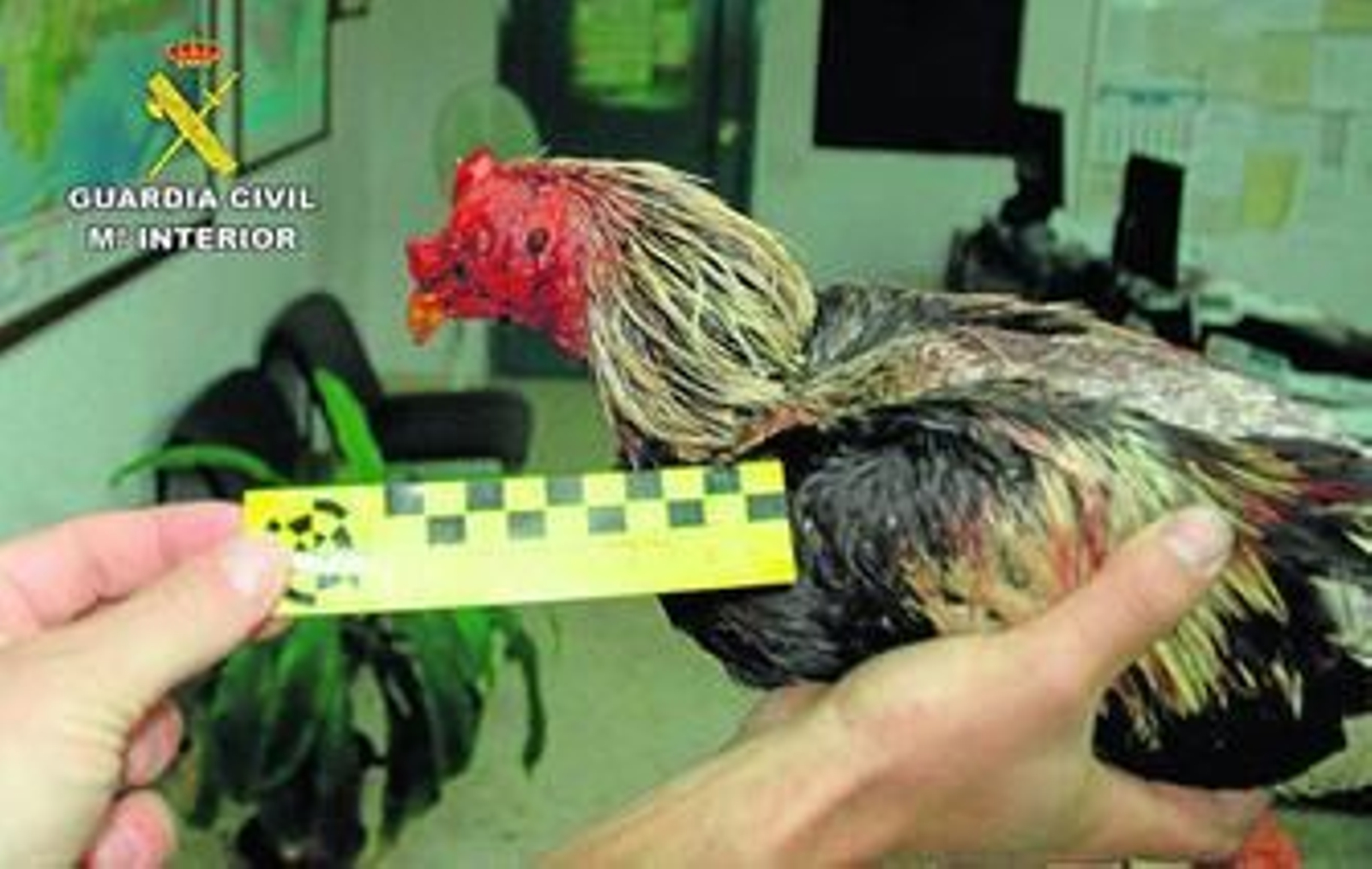 La imagen tomada por los agentes muestra claros signos de haber participado en una pelea clandestina.