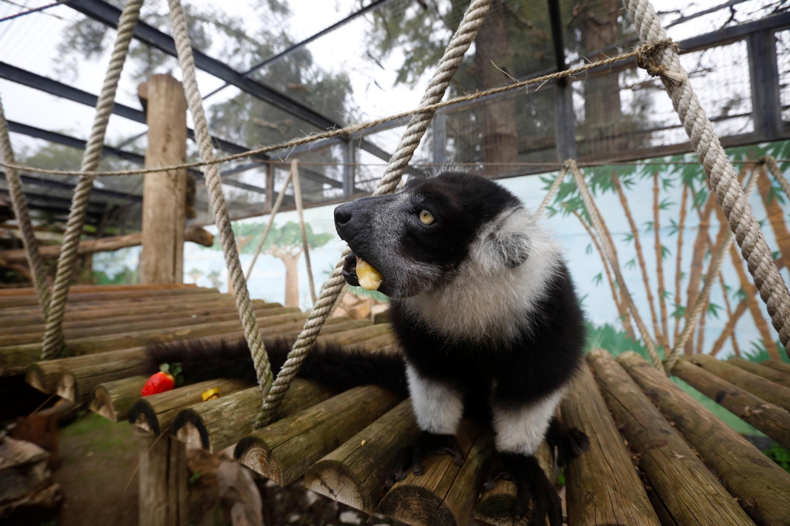 Así son las Aulas Específicas del Zoo de Córdoba en las que niños interactúan con lemures, en imágenes
