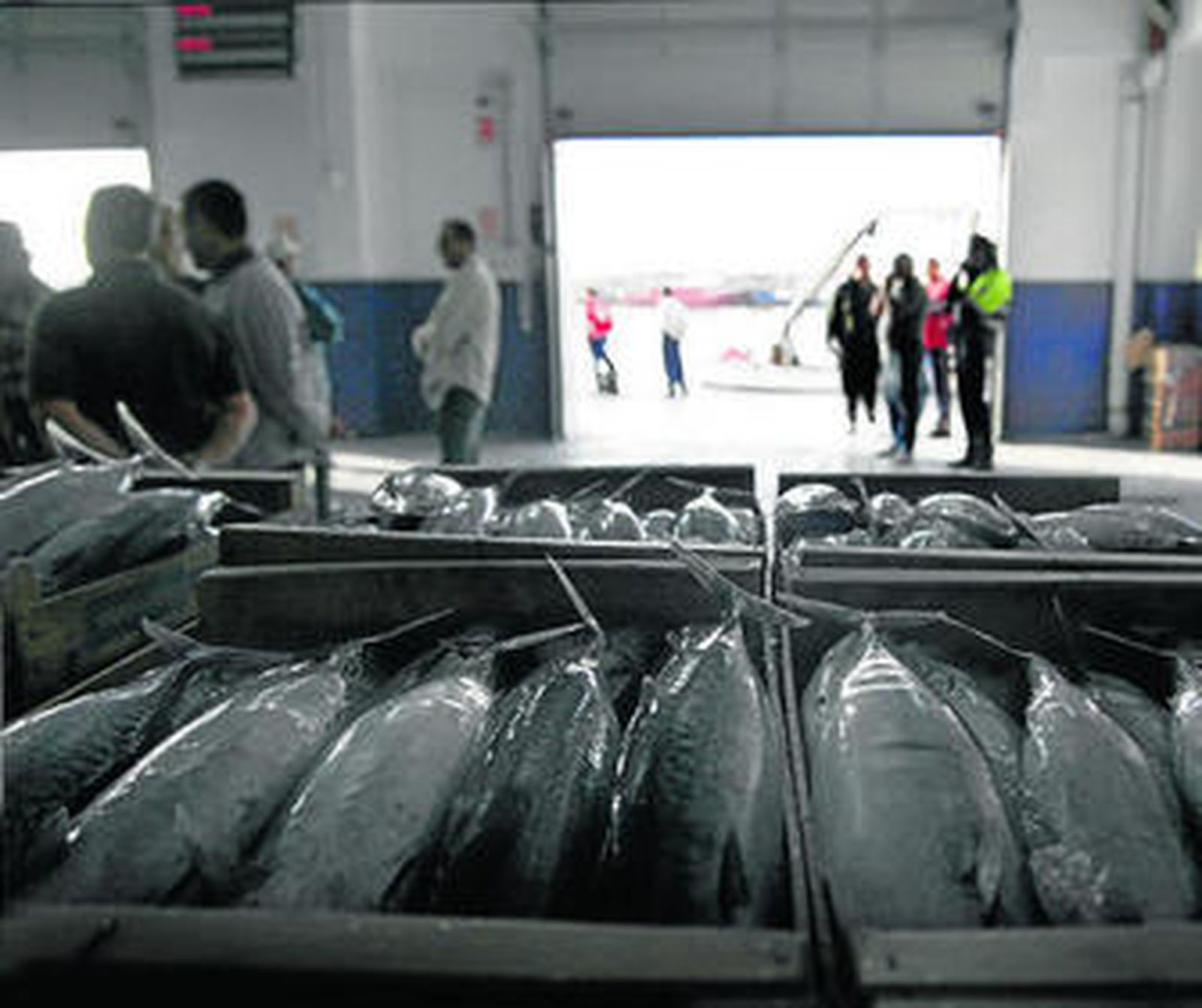 Cajas de Jurel  en la Lonja de Pescado de Almería.