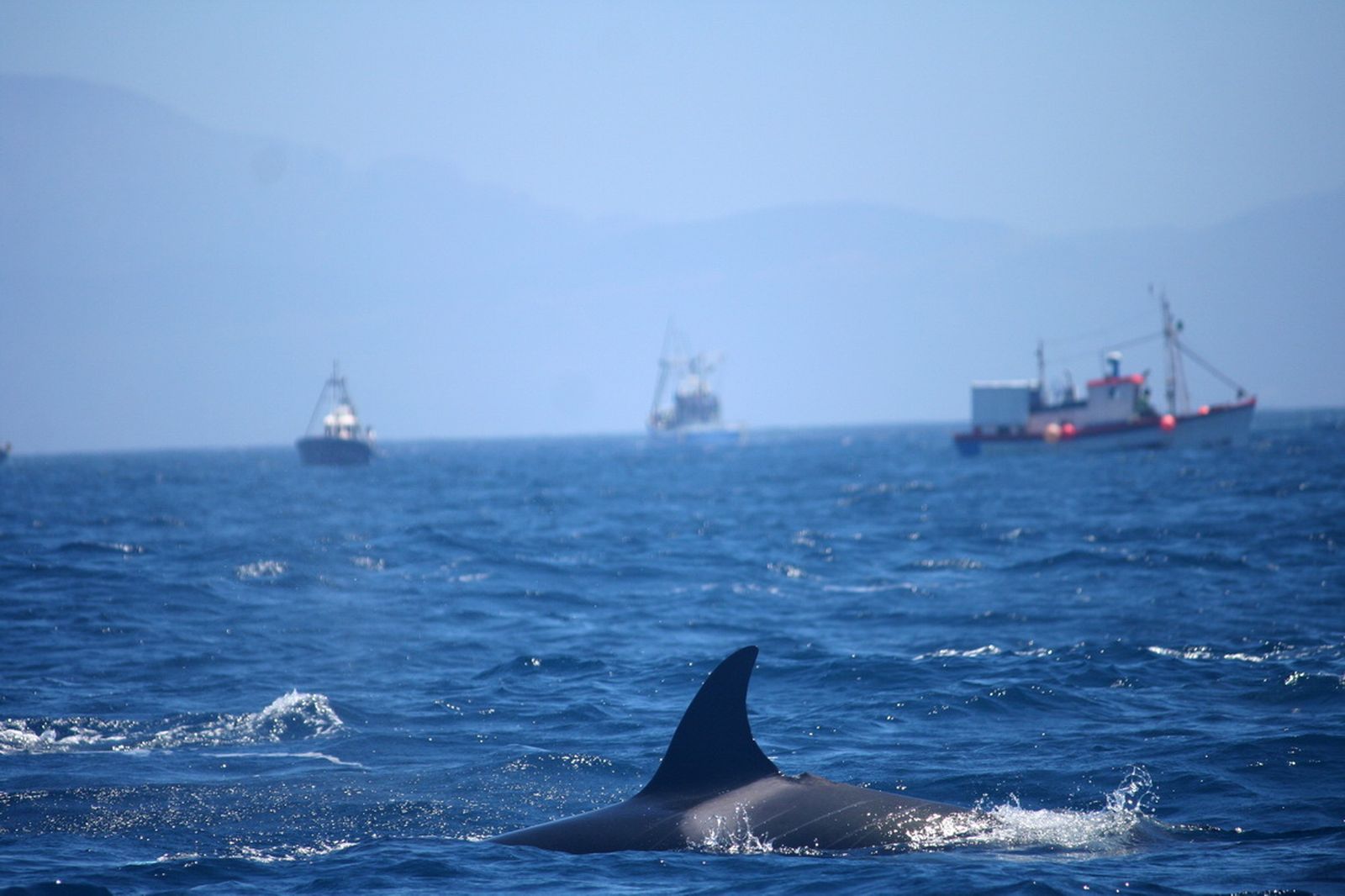 Orcas en el Estrecho de Gibraltar.