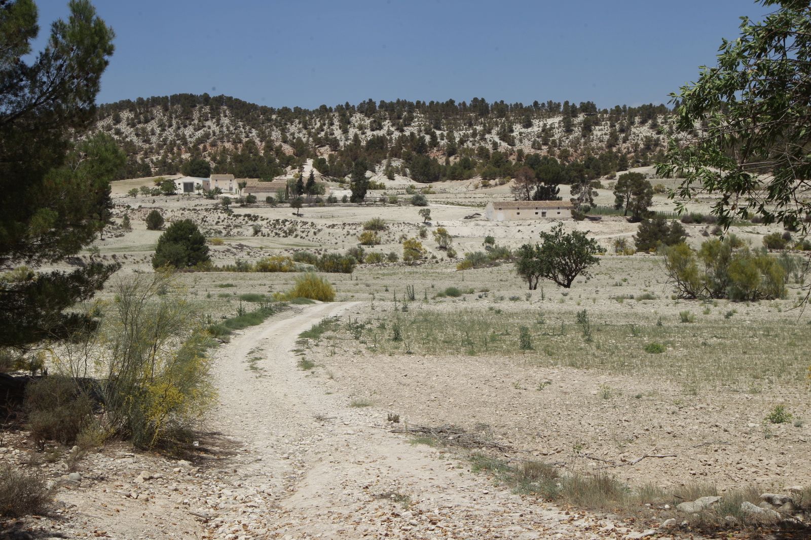 Imágenes de la sequía que golpea con dureza la producción de cereal en Los Vélez