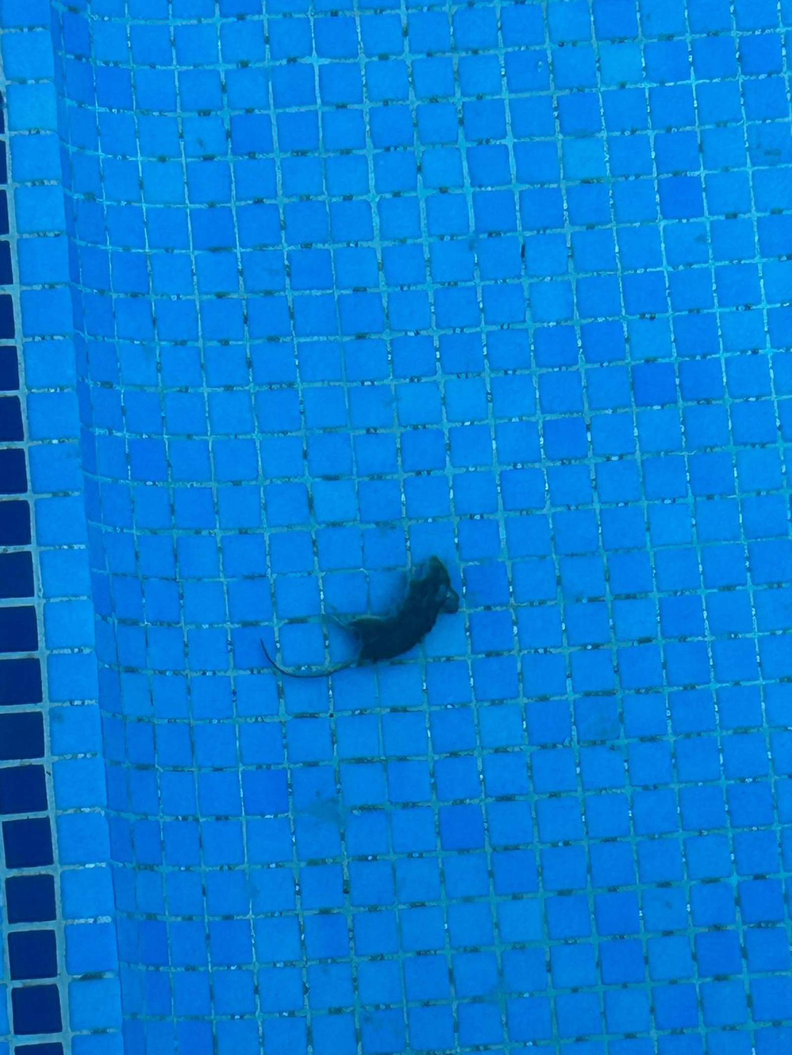 Vecinos denuncian plaga de ratas en las calles Mar Negro y Mar Jónico de Jerez