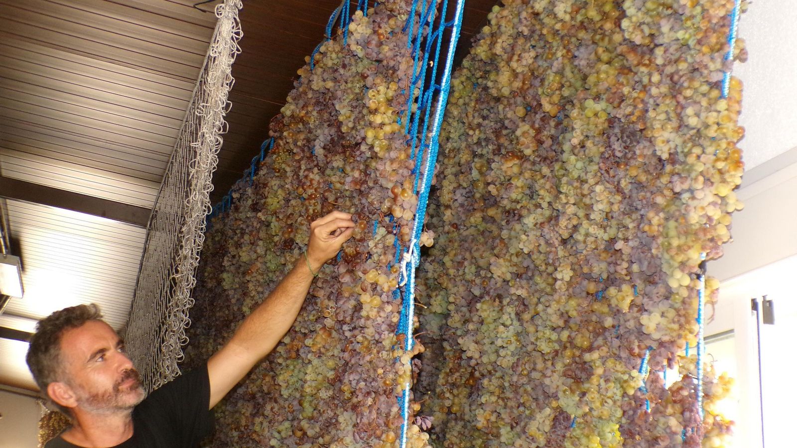 La vendimia en la Axarquía, en imágenes