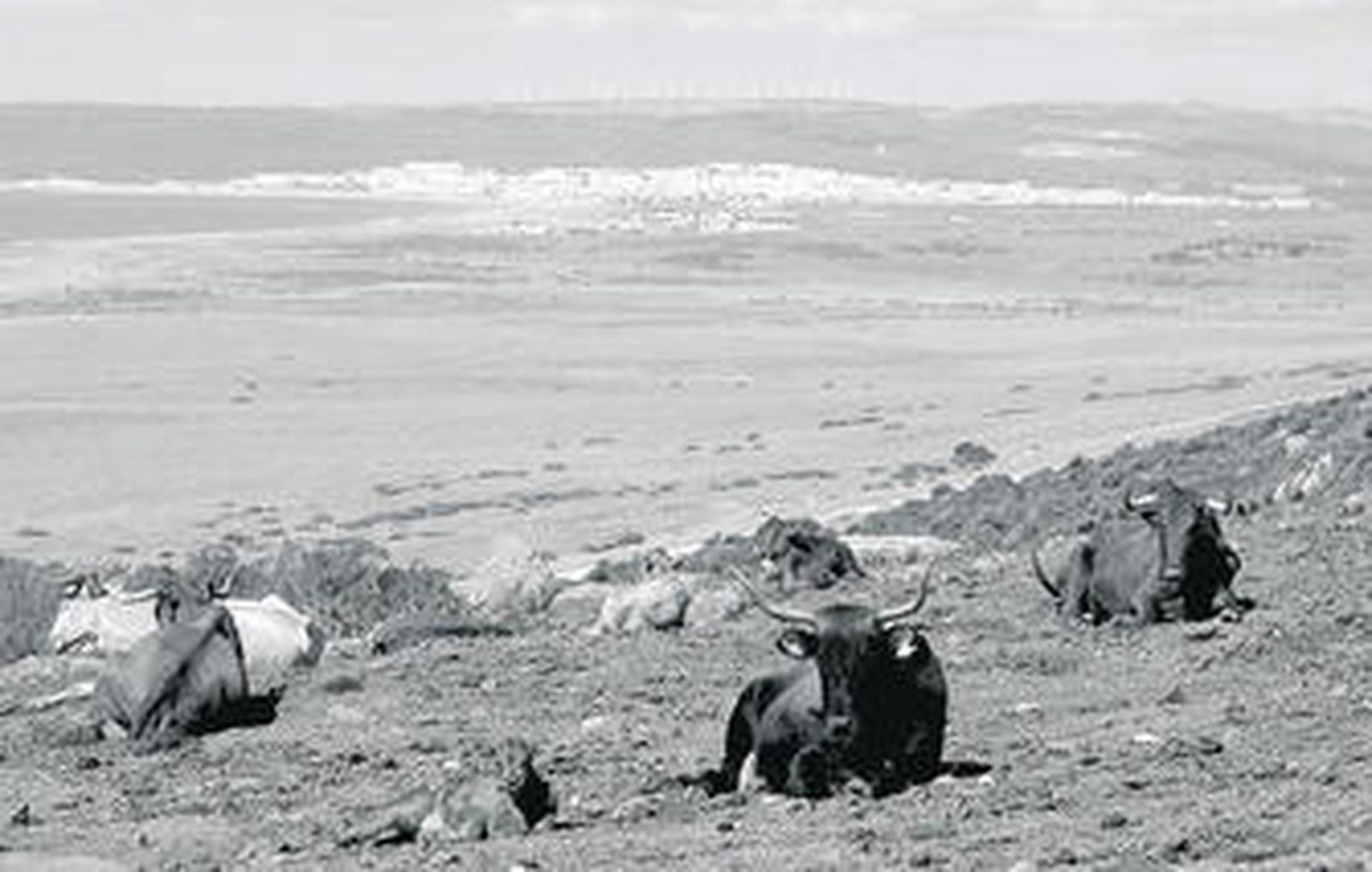 Una de las explotaciones ganaderas del término municipal de Barbate.