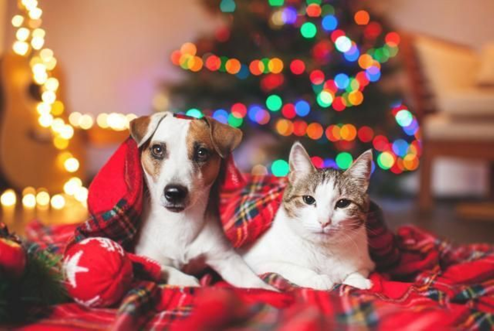 Consejos para disfrutar de las fiestas navideñas sin dejar de atender a tu mascota