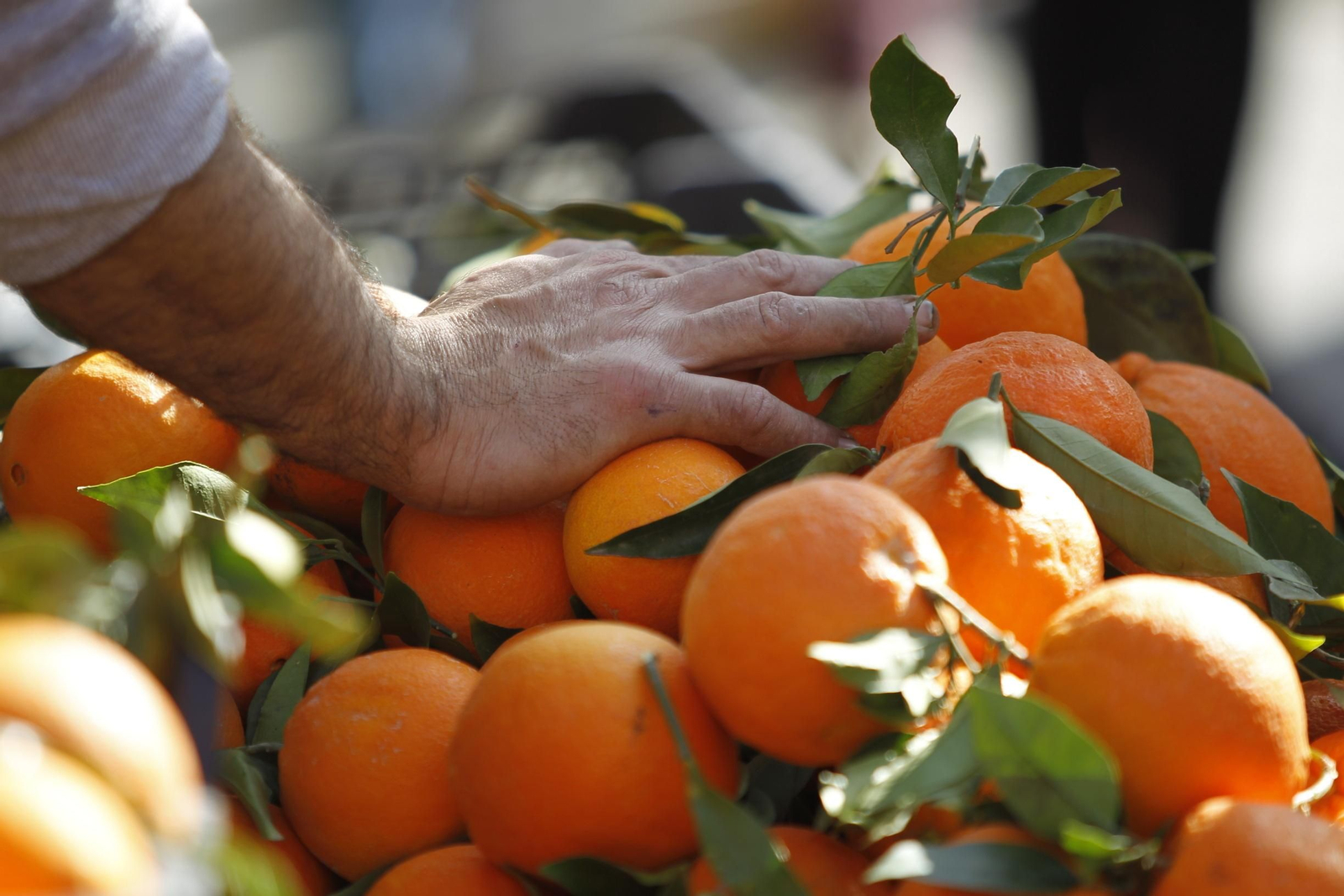 Fotogalería Día de la Naranja en Gádor