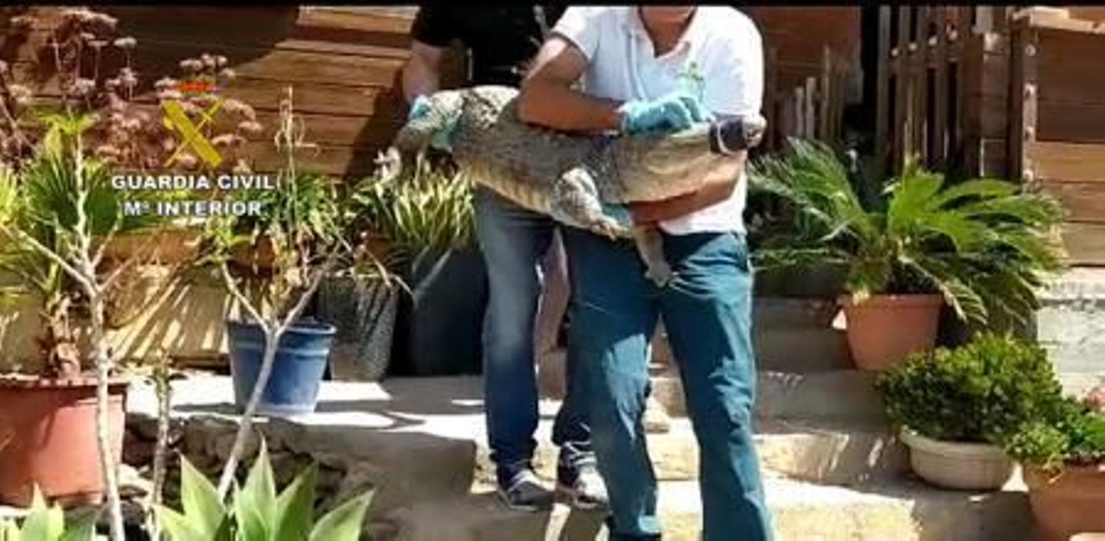 Encuentran un zoo privado con más de 400 especies exóticas en Las Palmas en la finca de un hombre que había fallecido