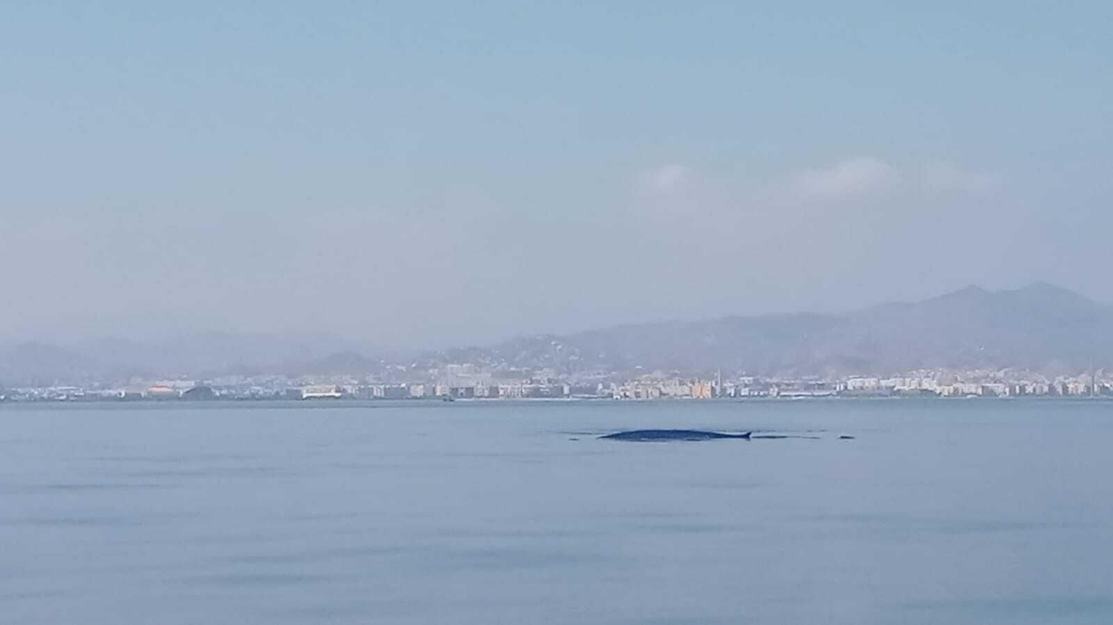 Una de las ballenas avistadas en Torremolinos