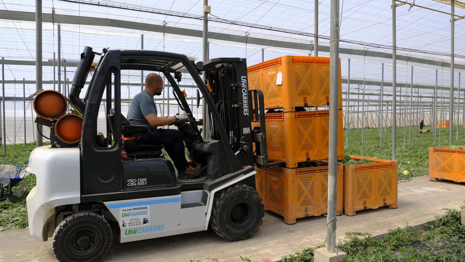 Imágenes de las primeras sandías que salen de Almería esta campaña