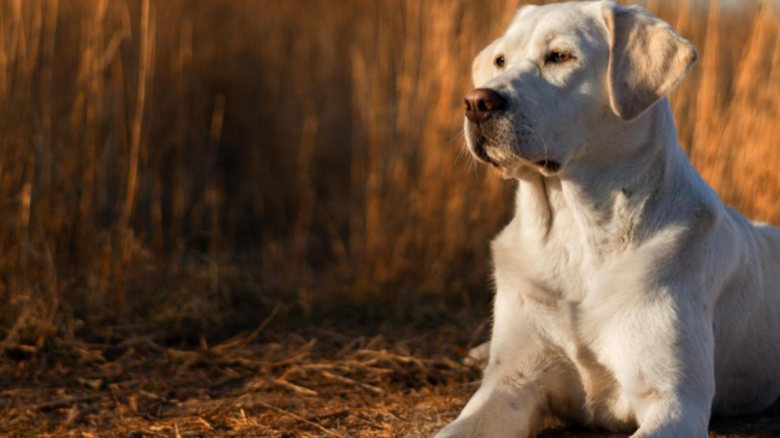 Piden cría controlada y tenencia responsable para evitar ataques de perros como en Zamora y Murcia