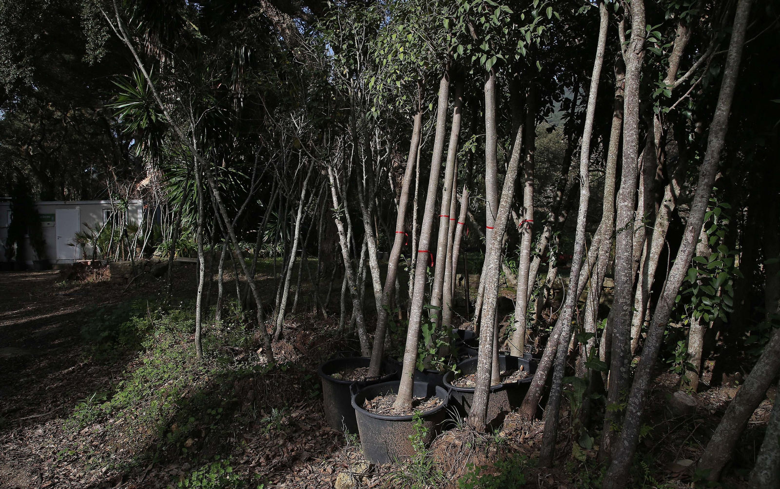 Fotos del vivero municipal de Algeciras