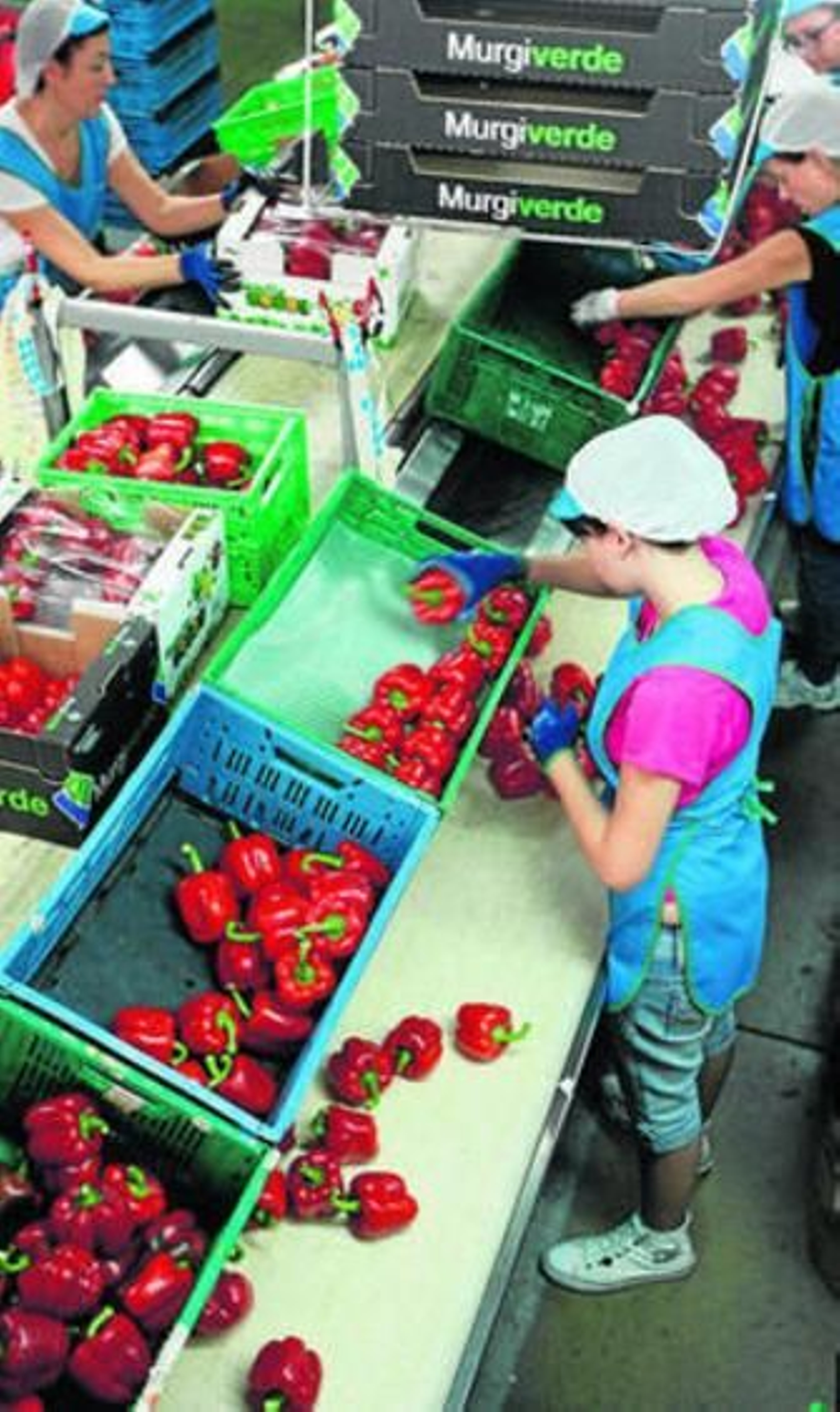 Murgiverde posee más de 50.000 metros para la confección y envasado.