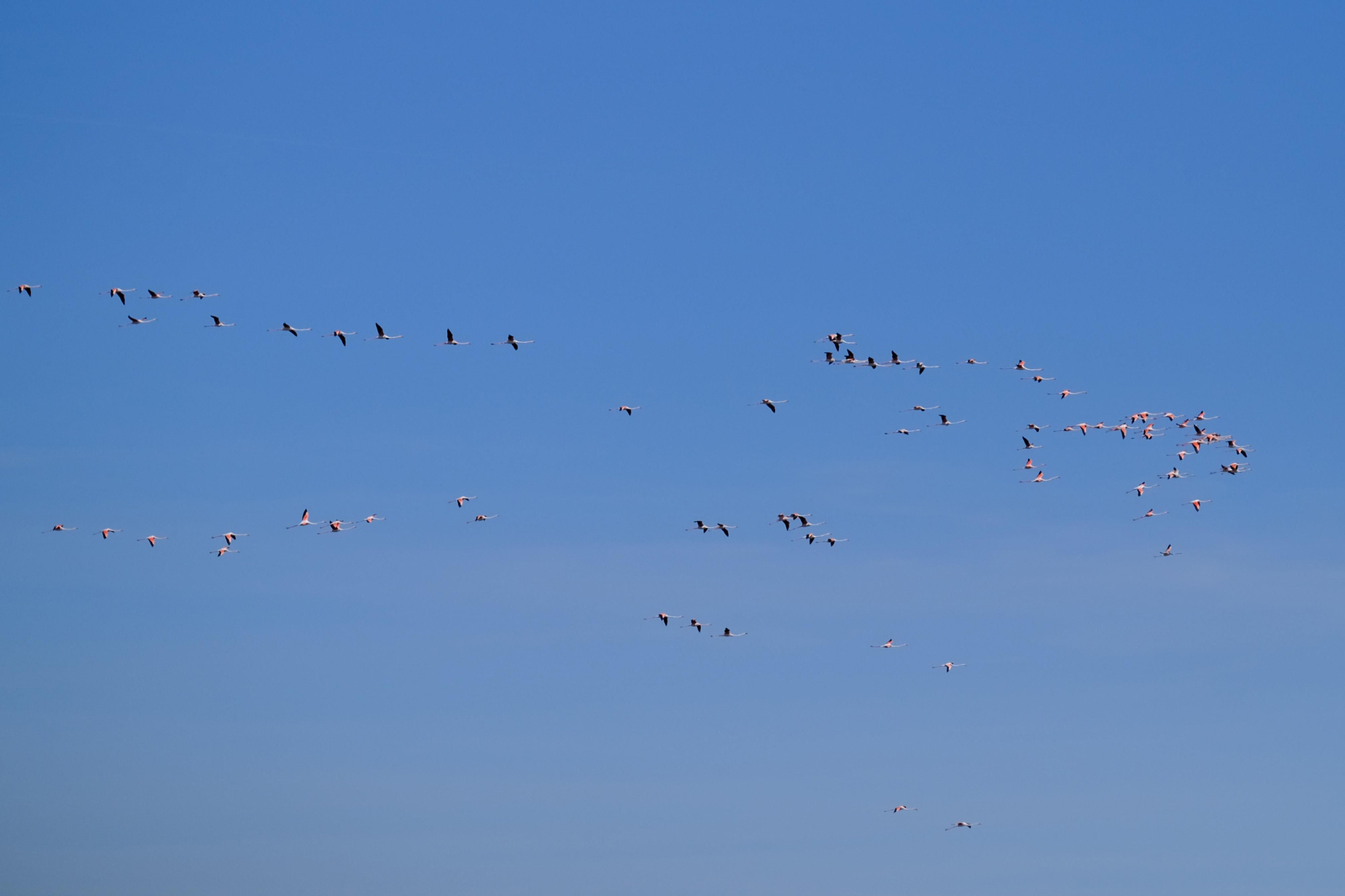 Miles de flamencos llegan a Fuente de Piedra tras las lluvias, en fotos.