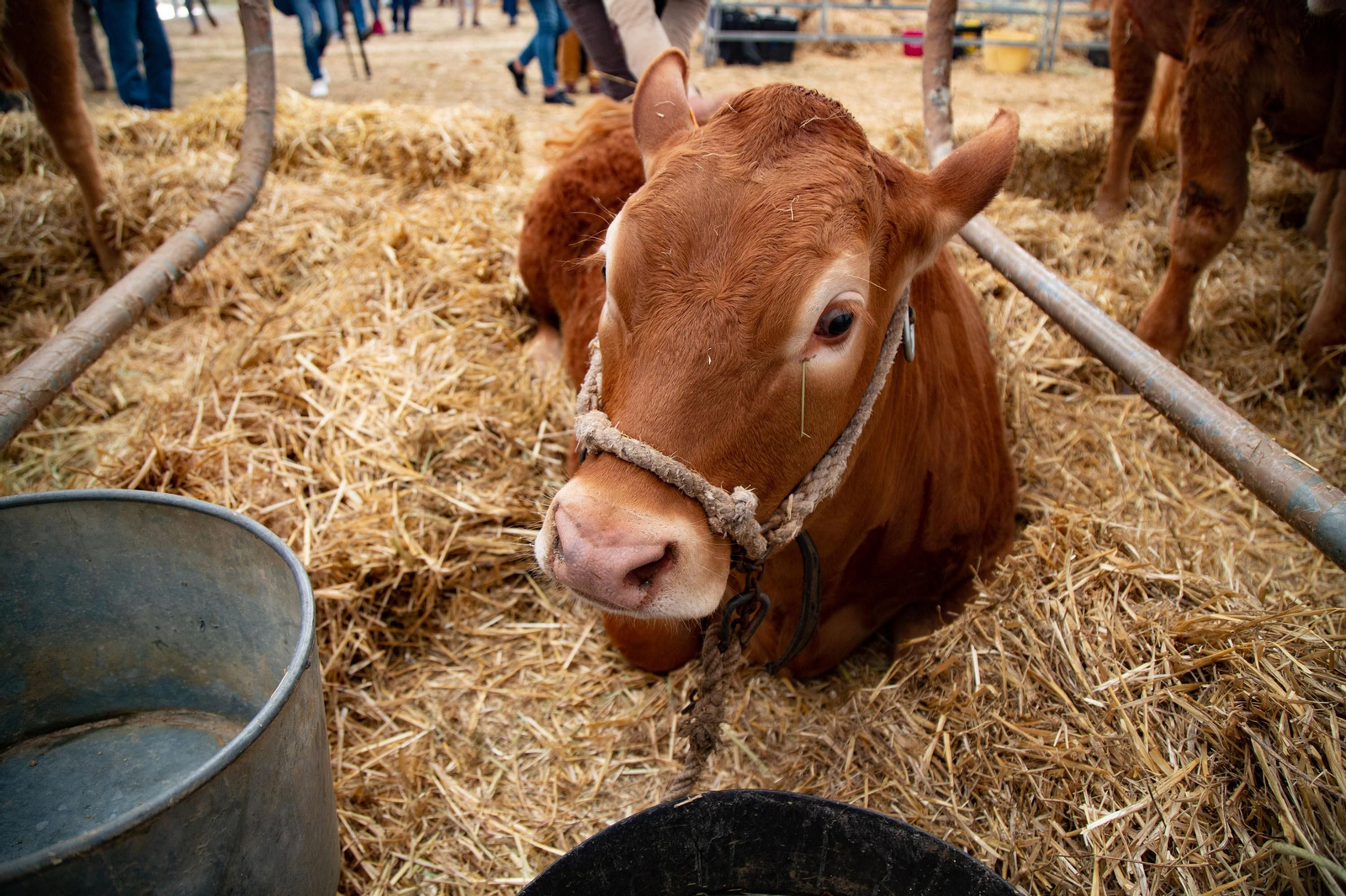 Un recorrido en fotografías por la Feria Agroganadera de Los Pedroches