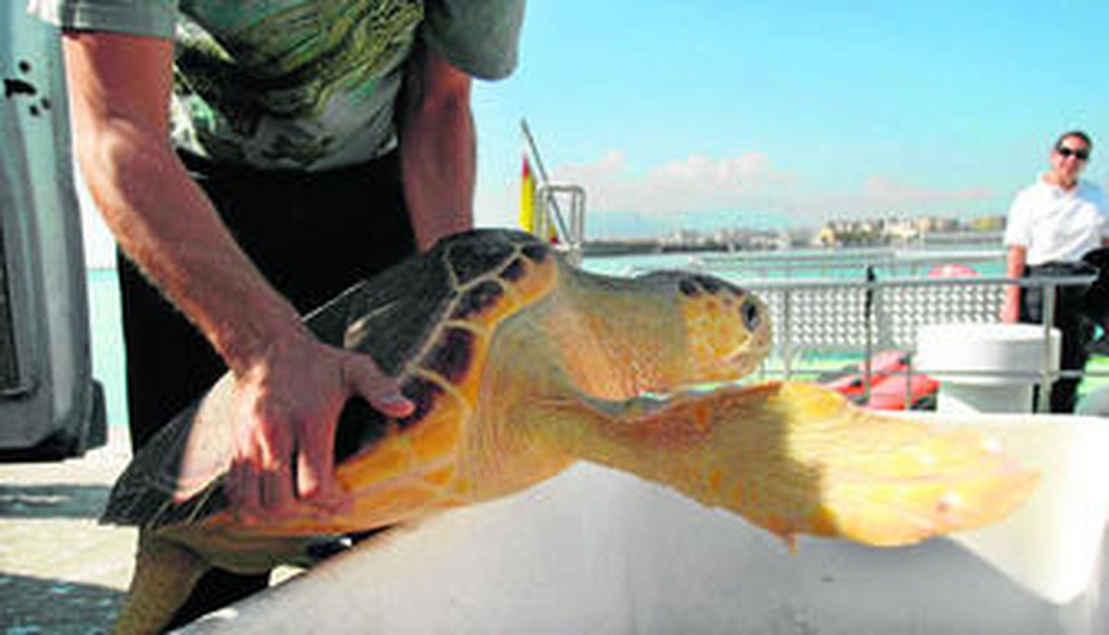 Suelta de una tortuga que pasó por el Centro de Recuperación de Especies Marinas Amenazadas para su curación.