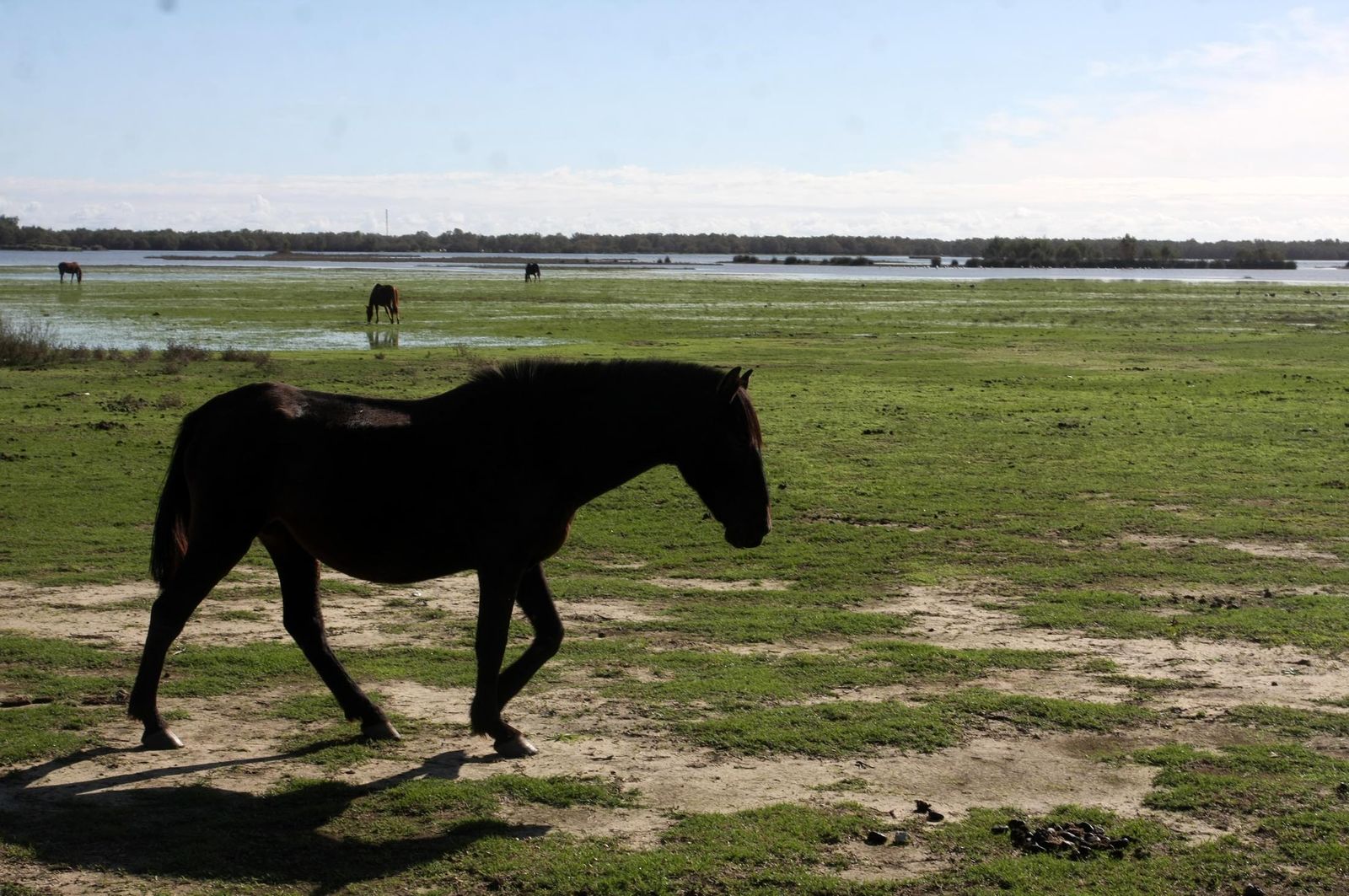 Imágenes de la marisma de El Rocío y de la laguna de El Portil tras las últimas lluvias