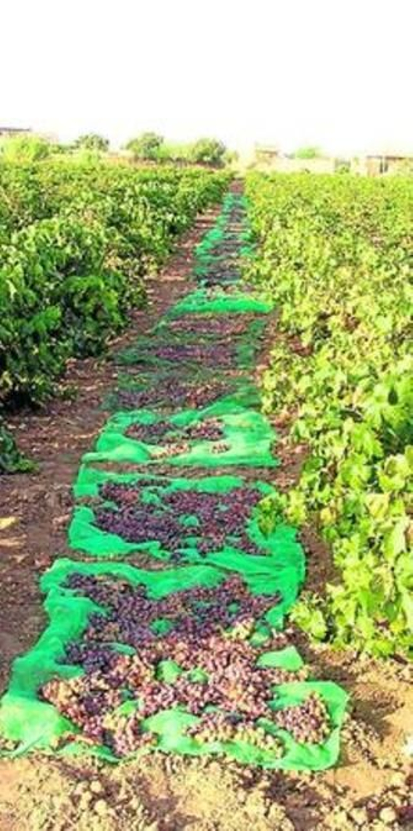 La vinificación de los vinos dulces