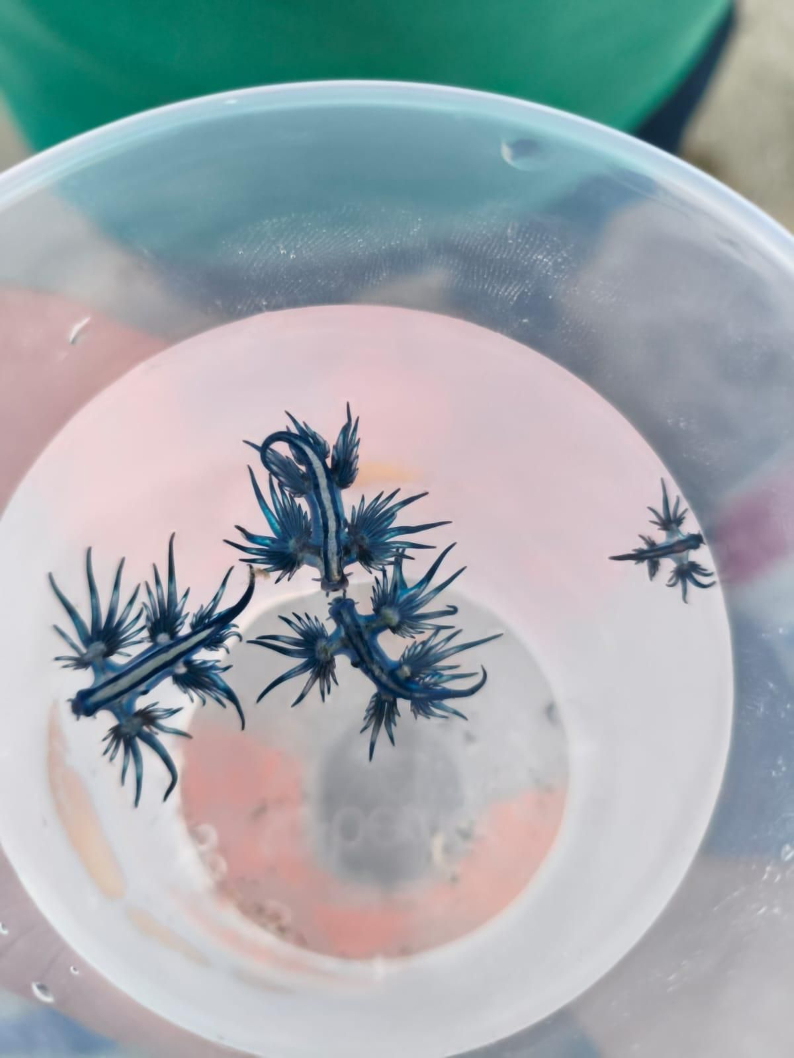 Varios ejemplares de dragón azul encontrados en la playa de Santa Bárbara de La Línea, dentro de un vaso de plástico tras ser recogidos por los bañistas.