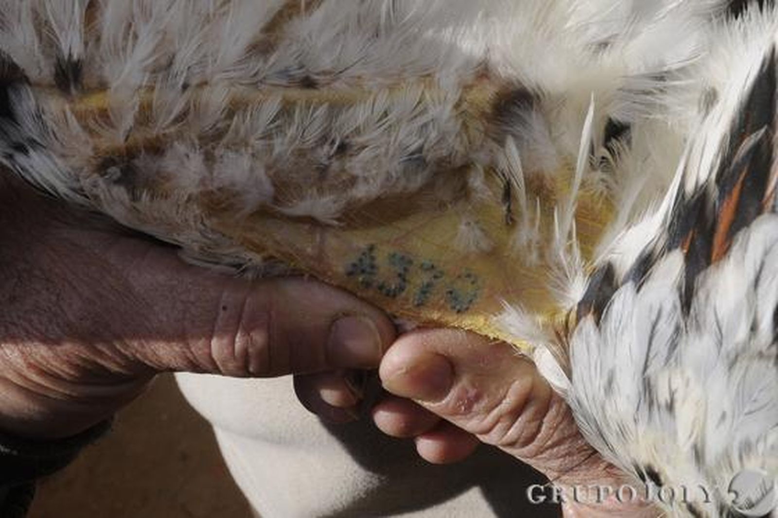 Uno de los números de registro del gallo, tatuado en su ala.

Foto: Borja Benjumeda