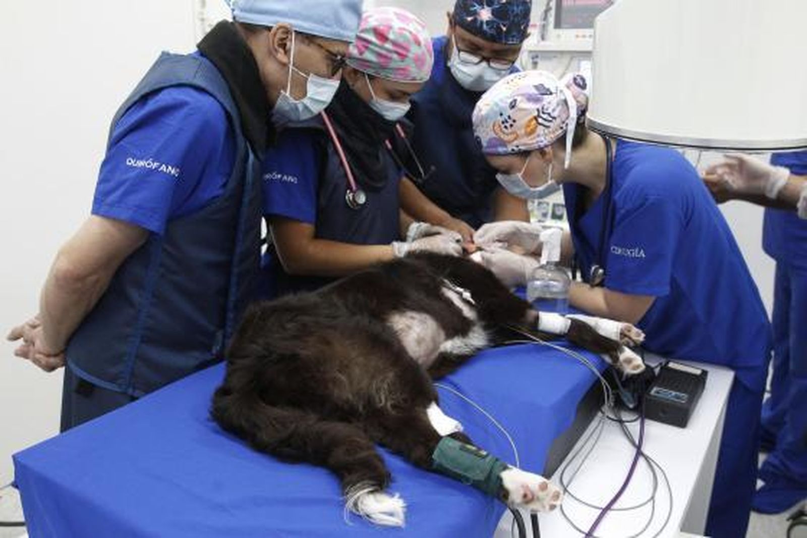 Realizan por primera vez en Colombia una valvuloplastia pulmonar en un perro